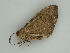  ( - BC ZSM Lep 57567)  @12 [ ] CreativeCommons - Attribution Non-Commercial Share-Alike (2011) Axel Hausmann/Bavarian State Collection of Zoology (ZSM) SNSB, Zoologische Staatssammlung Muenchen
