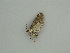  (Eupithecia AH07Pe - BC ZSM Lep 57571)  @12 [ ] CreativeCommons - Attribution Non-Commercial Share-Alike (2011) Axel Hausmann/Bavarian State Collection of Zoology (ZSM) SNSB, Zoologische Staatssammlung Muenchen