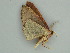  ( - BC ZSM Lep 57579)  @12 [ ] CreativeCommons - Attribution Non-Commercial Share-Alike (2011) Axel Hausmann/Bavarian State Collection of Zoology (ZSM) SNSB, Zoologische Staatssammlung Muenchen
