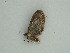  (Eupithecia AH10Pe - BC ZSM Lep 57580)  @12 [ ] CreativeCommons - Attribution Non-Commercial Share-Alike (2011) Axel Hausmann/Bavarian State Collection of Zoology (ZSM) SNSB, Zoologische Staatssammlung Muenchen