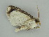  ( - BC ZSM Lep 57581)  @12 [ ] CreativeCommons - Attribution Non-Commercial Share-Alike (2011) Axel Hausmann/Bavarian State Collection of Zoology (ZSM) SNSB, Zoologische Staatssammlung Muenchen