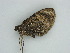  ( - BC ZSM Lep 57584)  @12 [ ] CreativeCommons - Attribution Non-Commercial Share-Alike (2011) Axel Hausmann/Bavarian State Collection of Zoology (ZSM) SNSB, Zoologische Staatssammlung Muenchen