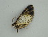  (Eupithecia AH12Pe - BC ZSM Lep 57585)  @12 [ ] CreativeCommons - Attribution Non-Commercial Share-Alike (2011) Axel Hausmann/Bavarian State Collection of Zoology (ZSM) SNSB, Zoologische Staatssammlung Muenchen