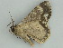  ( - BC ZSM Lep 57592)  @13 [ ] CreativeCommons - Attribution Non-Commercial Share-Alike (2011) Axel Hausmann/Bavarian State Collection of Zoology (ZSM) SNSB, Zoologische Staatssammlung Muenchen