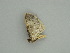  ( - BC ZSM Lep 57597)  @12 [ ] CreativeCommons - Attribution Non-Commercial Share-Alike (2011) Axel Hausmann/Bavarian State Collection of Zoology (ZSM) SNSB, Zoologische Staatssammlung Muenchen