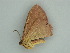  ( - BC ZSM Lep 57605)  @12 [ ] CreativeCommons - Attribution Non-Commercial Share-Alike (2011) Axel Hausmann/Bavarian State Collection of Zoology (ZSM) SNSB, Zoologische Staatssammlung Muenchen