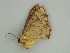  ( - BC ZSM Lep 57620)  @13 [ ] CreativeCommons - Attribution Non-Commercial Share-Alike (2011) Axel Hausmann/Bavarian State Collection of Zoology (ZSM) SNSB, Zoologische Staatssammlung Muenchen