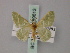  (Microloxia herbaria - BC ZSM Lep 59813)  @14 [ ] CreativeCommons - Attribution Non-Commercial Share-Alike (2011) Axel Hausmann/Bavarian State Collection of Zoology (ZSM) SNSB, Zoologische Staatssammlung Muenchen