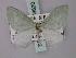  (Leptostegna tenerata - BC ZSM Lep 59820)  @12 [ ] CreativeCommons - Attribution Non-Commercial Share-Alike (2011) Axel Hausmann/Bavarian State Collection of Zoology (ZSM) SNSB, Zoologische Staatssammlung Muenchen