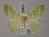  (Comibaena cenocraspis - BC ZSM Lep 59821)  @11 [ ] CreativeCommons - Attribution Non-Commercial Share-Alike (2011) Axel Hausmann/Bavarian State Collection of Zoology (ZSM) SNSB, Zoologische Staatssammlung Muenchen