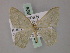  ( - BC ZSM Lep 59829)  @11 [ ] CreativeCommons - Attribution Non-Commercial Share-Alike (2011) Axel Hausmann/Bavarian State Collection of Zoology (ZSM) SNSB, Zoologische Staatssammlung Muenchen
