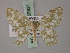  ( - BC ZSM Lep 59831)  @13 [ ] CreativeCommons - Attribution Non-Commercial Share-Alike (2011) Axel Hausmann/Bavarian State Collection of Zoology (ZSM) SNSB, Zoologische Staatssammlung Muenchen