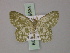  ( - BC ZSM Lep 59834)  @13 [ ] CreativeCommons - Attribution Non-Commercial Share-Alike (2011) Axel Hausmann/Bavarian State Collection of Zoology (ZSM) SNSB, Zoologische Staatssammlung Muenchen