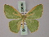  ( - BC ZSM Lep 59839)  @11 [ ] CreativeCommons - Attribution Non-Commercial Share-Alike (2011) Axel Hausmann/Bavarian State Collection of Zoology (ZSM) SNSB, Zoologische Staatssammlung Muenchen