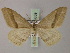  ( - BC ZSM Lep 59859)  @14 [ ] CreativeCommons - Attribution Non-Commercial Share-Alike (2011) Axel Hausmann/Bavarian State Collection of Zoology (ZSM) SNSB, Zoologische Staatssammlung Muenchen