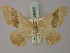  (Rhodostrophia staudingeri - BC ZSM Lep 59860)  @14 [ ] CreativeCommons - Attribution Non-Commercial Share-Alike (2011) Axel Hausmann/Bavarian State Collection of Zoology (ZSM) SNSB, Zoologische Staatssammlung Muenchen