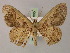  (Zythos turbata - BC ZSM Lep 59865)  @14 [ ] CreativeCommons - Attribution Non-Commercial Share-Alike (2011) Axel Hausmann/Bavarian State Collection of Zoology (ZSM) SNSB, Zoologische Staatssammlung Muenchen