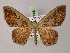  ( - BC ZSM Lep 59866)  @14 [ ] CreativeCommons - Attribution Non-Commercial Share-Alike (2011) Axel Hausmann/Bavarian State Collection of Zoology (ZSM) SNSB, Zoologische Staatssammlung Muenchen