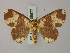  (Semaeopus commaculata - BC ZSM Lep 59877)  @14 [ ] CreativeCommons - Attribution Non-Commercial Share-Alike (2011) Axel Hausmann/Bavarian State Collection of Zoology (ZSM) SNSB, Zoologische Staatssammlung Muenchen