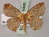 ( - BC ZSM Lep 59880)  @14 [ ] CreativeCommons - Attribution Non-Commercial Share-Alike (2011) Axel Hausmann/Bavarian State Collection of Zoology (ZSM) SNSB, Zoologische Staatssammlung Muenchen