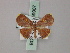  ( - BC ZSM Lep 59907)  @11 [ ] CreativeCommons - Attribution Non-Commercial Share-Alike (2011) Axel Hausmann/Bavarian State Collection of Zoology (ZSM) SNSB, Zoologische Staatssammlung Muenchen