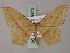  (Timandra nelsoni - BC ZSM Lep 59915)  @11 [ ] CreativeCommons - Attribution Non-Commercial Share-Alike (2011) Axel Hausmann/Bavarian State Collection of Zoology (ZSM) SNSB, Zoologische Staatssammlung Muenchen