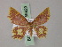  ( - BC ZSM Lep 59929)  @11 [ ] CreativeCommons - Attribution Non-Commercial Share-Alike (2011) Axel Hausmann/Bavarian State Collection of Zoology (ZSM) SNSB, Zoologische Staatssammlung Muenchen