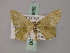  ( - BC ZSM Lep 59939)  @13 [ ] CreativeCommons - Attribution Non-Commercial Share-Alike (2011) Axel Hausmann/Bavarian State Collection of Zoology (ZSM) SNSB, Zoologische Staatssammlung Muenchen