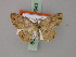  (Cyclophora couturieri - BC ZSM Lep 59943)  @13 [ ] CreativeCommons - Attribution Non-Commercial Share-Alike (2011) Axel Hausmann/Bavarian State Collection of Zoology (ZSM) SNSB, Zoologische Staatssammlung Muenchen