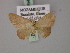  ( - BC ZSM Lep 59945)  @11 [ ] CreativeCommons - Attribution Non-Commercial Share-Alike (2011) Axel Hausmann/Bavarian State Collection of Zoology (ZSM) SNSB, Zoologische Staatssammlung Muenchen