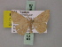  (Cyclophora staudei - BC ZSM Lep 59946)  @14 [ ] CreativeCommons - Attribution Non-Commercial Share-Alike (2011) Axel Hausmann/Bavarian State Collection of Zoology (ZSM) SNSB, Zoologische Staatssammlung Muenchen