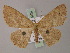  (Cyclophora melantroches - BC ZSM Lep 59949)  @13 [ ] CreativeCommons - Attribution Non-Commercial Share-Alike (2011) Axel Hausmann/Bavarian State Collection of Zoology (ZSM) SNSB, Zoologische Staatssammlung Muenchen
