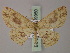  ( - BC ZSM Lep 59950)  @11 [ ] CreativeCommons - Attribution Non-Commercial Share-Alike (2011) Axel Hausmann/Bavarian State Collection of Zoology (ZSM) SNSB, Zoologische Staatssammlung Muenchen