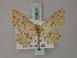  (Cyclophora thermosaria - BC ZSM Lep 59951)  @11 [ ] CreativeCommons - Attribution Non-Commercial Share-Alike (2011) Axel Hausmann/Bavarian State Collection of Zoology (ZSM) SNSB, Zoologische Staatssammlung Muenchen