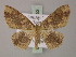  ( - BC ZSM Lep 59952)  @13 [ ] CreativeCommons - Attribution Non-Commercial Share-Alike (2011) Axel Hausmann/Bavarian State Collection of Zoology (ZSM) SNSB, Zoologische Staatssammlung Muenchen