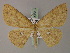  (Cyclophora argyromma - BC ZSM Lep 59953)  @14 [ ] CreativeCommons - Attribution Non-Commercial Share-Alike (2011) Axel Hausmann/Bavarian State Collection of Zoology (ZSM) SNSB, Zoologische Staatssammlung Muenchen