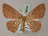  (Cyclophora argentosa - BC ZSM Lep 59954)  @13 [ ] CreativeCommons - Attribution Non-Commercial Share-Alike (2011) Axel Hausmann/Bavarian State Collection of Zoology (ZSM) SNSB, Zoologische Staatssammlung Muenchen