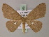  (Cyclophora scioessa - BC ZSM Lep 59955)  @13 [ ] CreativeCommons - Attribution Non-Commercial Share-Alike (2011) Axel Hausmann/Bavarian State Collection of Zoology (ZSM) SNSB, Zoologische Staatssammlung Muenchen