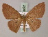  (Cyclophora monetaria - BC ZSM Lep 59957)  @13 [ ] CreativeCommons - Attribution Non-Commercial Share-Alike (2011) Axel Hausmann/Bavarian State Collection of Zoology (ZSM) SNSB, Zoologische Staatssammlung Muenchen