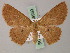  (Cyclophora rubrior - BC ZSM Lep 59959)  @13 [ ] CreativeCommons - Attribution Non-Commercial Share-Alike (2011) Axel Hausmann/Bavarian State Collection of Zoology (ZSM) SNSB, Zoologische Staatssammlung Muenchen