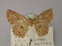  ( - BC ZSM Lep 59961)  @11 [ ] CreativeCommons - Attribution Non-Commercial Share-Alike (2011) Axel Hausmann/Bavarian State Collection of Zoology (ZSM) SNSB, Zoologische Staatssammlung Muenchen