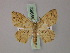  (Cyclophora lichenea - BC ZSM Lep 59962)  @13 [ ] CreativeCommons - Attribution Non-Commercial Share-Alike (2011) Axel Hausmann/Bavarian State Collection of Zoology (ZSM) SNSB, Zoologische Staatssammlung Muenchen