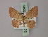  (Cyclophora subcarnearia - BC ZSM Lep 59963)  @11 [ ] CreativeCommons - Attribution Non-Commercial Share-Alike (2011) Axel Hausmann/Bavarian State Collection of Zoology (ZSM) SNSB, Zoologische Staatssammlung Muenchen