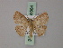  (Cyclophora anablemma - BC ZSM Lep 59964)  @13 [ ] CreativeCommons - Attribution Non-Commercial Share-Alike (2011) Axel Hausmann/Bavarian State Collection of Zoology (ZSM) SNSB, Zoologische Staatssammlung Muenchen