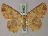  (Cyclophora nebuligera - BC ZSM Lep 59965)  @13 [ ] CreativeCommons - Attribution Non-Commercial Share-Alike (2011) Axel Hausmann/Bavarian State Collection of Zoology (ZSM) SNSB, Zoologische Staatssammlung Muenchen