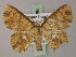  ( - BC ZSM Lep 59966)  @13 [ ] CreativeCommons - Attribution Non-Commercial Share-Alike (2011) Axel Hausmann/Bavarian State Collection of Zoology (ZSM) SNSB, Zoologische Staatssammlung Muenchen