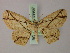  (Cyclophora decussata - BC ZSM Lep 59967)  @13 [ ] CreativeCommons - Attribution Non-Commercial Share-Alike (2011) Axel Hausmann/Bavarian State Collection of Zoology (ZSM) SNSB, Zoologische Staatssammlung Muenchen