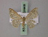  ( - BC ZSM Lep 59969)  @11 [ ] CreativeCommons - Attribution Non-Commercial Share-Alike (2011) Axel Hausmann/Bavarian State Collection of Zoology (ZSM) SNSB, Zoologische Staatssammlung Muenchen