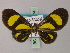  ( - BC ZSM Lep 59974)  @11 [ ] CreativeCommons - Attribution Non-Commercial Share-Alike (2011) Axel Hausmann/Bavarian State Collection of Zoology (ZSM) SNSB, Zoologische Staatssammlung Muenchen