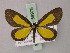  (Atyria lemonia - BC ZSM Lep 59975)  @13 [ ] CreativeCommons - Attribution Non-Commercial Share-Alike (2011) Axel Hausmann/Bavarian State Collection of Zoology (ZSM) SNSB, Zoologische Staatssammlung Muenchen